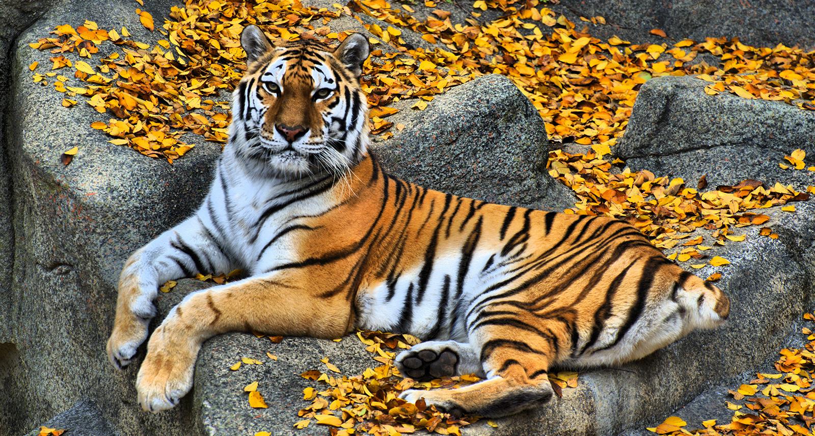 Attractions - Brookfield Zoo Chicago